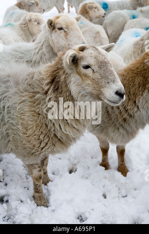 Moutons gallois debout dans la neige sur la lande Wales UK Banque D'Images