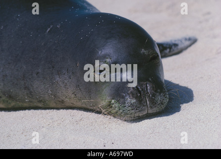 Le phoque moine hawaiien Monachus schauinslandi reposant sur la plage de l'île Tern, Hawaiian Islands National Wildlife Refuge. Banque D'Images