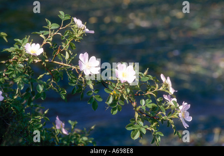 Dog Rose ou Briar Rose Nom scientifique Rosa Canina Banque D'Images