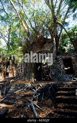 L'Inde Iles Andaman Île Ross britannique et ancien centre administratif bâtiment également mangeuses banyan tree Banque D'Images