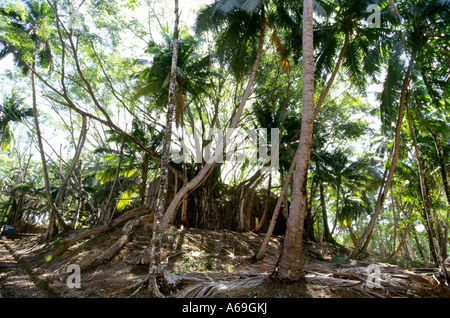 L'Inde Iles Andaman Île Ross britannique et ancien centre administratif bâtiment également mangeuses banyan tree Banque D'Images