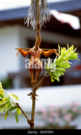 Philippines Ibajay Ati Atihan Panay religion festival poulet crucifié Banque D'Images