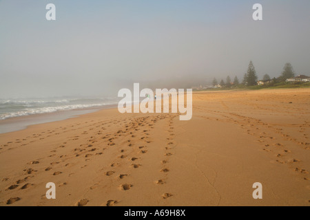 Tôt le matin, s'exécuter sur l'Avoca beach près de Gosford, New South Wales, Australie Banque D'Images