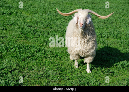 'Chèvre Angora ram, USA'. Banque D'Images