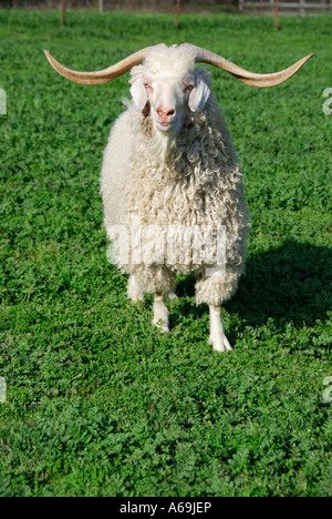 'Chèvre Angora ram, USA'. Banque D'Images