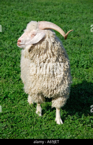 'Chèvre Angora ram, USA'. Banque D'Images