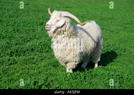 'Chèvre Angora ram, USA'. Banque D'Images