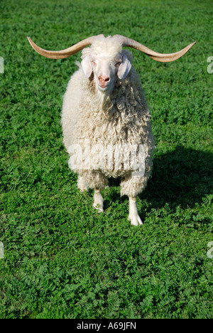 'Chèvre Angora ram, USA'. Banque D'Images