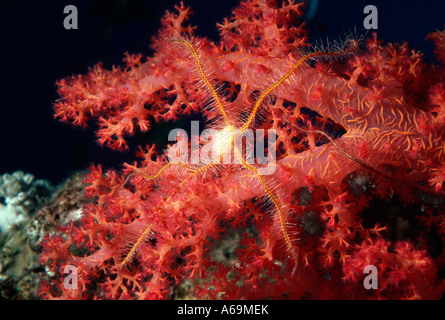 Brittlestar Ophiothrix sp sur l'Egypte Mer Rouge corail Banque D'Images