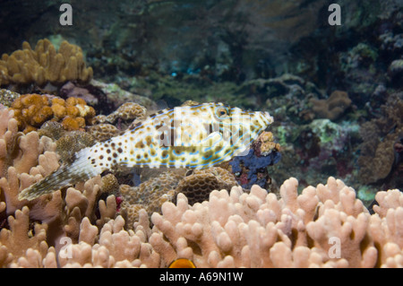 Aluterus scriptus balistes griffonnés sur les coraux le Détroit de Lembeh Sulawesi du Nord Indonésie Circumtropical Banque D'Images