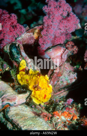 Poisson grenouille verruqueux Antennarius maculatus variable couleur La mer d'Andaman en Thaïlande Banque D'Images