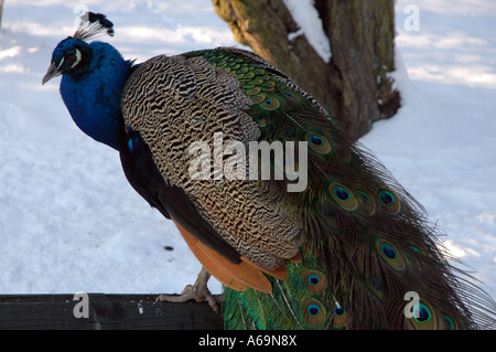 Peacock debout sur banc recouvert de neige à Royal de Lazienki park, Varsovie, Pologne Banque D'Images