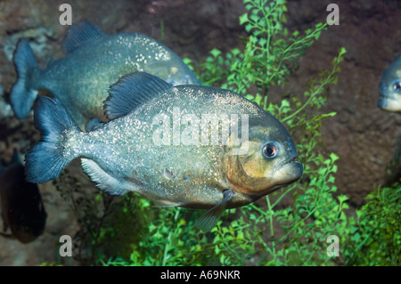Serrasalmus nattereri Piranha Banque D'Images