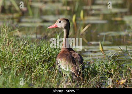 À ventre noir Canard Dendrocygna autumnalis sifflement Banque D'Images