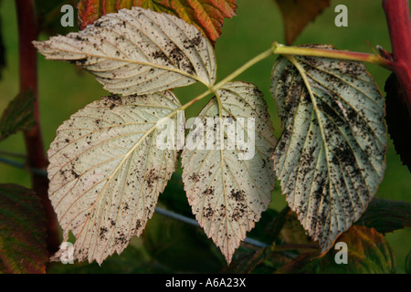 La rouille Phragmidium rubi IDAEI FRAMBOISE SUR LA FACE INFÉRIEURE DES FEUILLES DE Banque D'Images