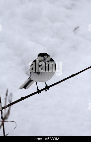 Bergeronnette PIE MOTACILLA ALBA SITTING ON SNOW COVERED FV Banque D'Images