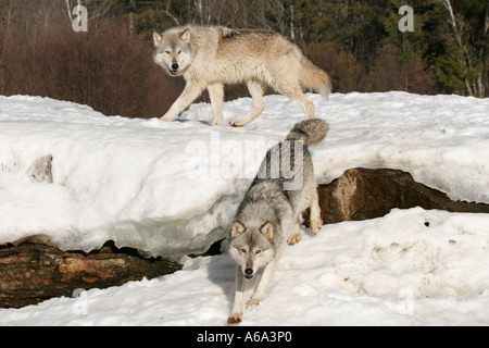 Bois de deux loups dans le nord du Minnesota Banque D'Images