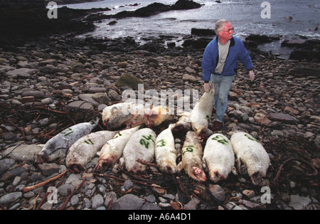 Ross Flett des Orcades de sauvetage avec joints d'étanchéité qui a été tourné sur l'une des îles Orkney, le tueur n'a jamais été retrouvé mais suspe Banque D'Images