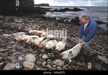 Ross Flett des Orcades de sauvetage avec joints d'étanchéité qui a été tourné sur l'une des îles Orkney, le tueur n'a jamais été retrouvé mais suspe Banque D'Images