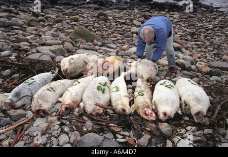 Ross Flett des Orcades de sauvetage avec joints d'étanchéité qui a été tourné sur l'une des îles Orkney, le tueur n'a jamais été retrouvé mais suspe Banque D'Images