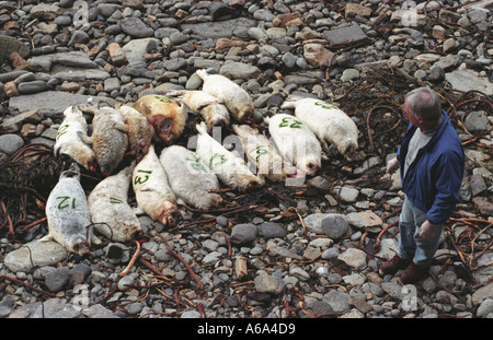 Ross Flett des Orcades de sauvetage avec joints d'étanchéité qui a été tourné sur l'une des îles Orkney, le tueur n'a jamais été retrouvé mais suspe Banque D'Images