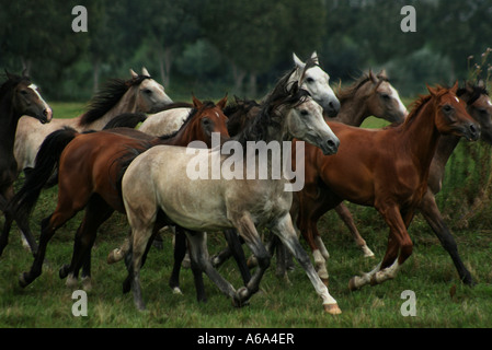 Les chevaux arabes de goujon de Babolna en Hongrie Banque D'Images