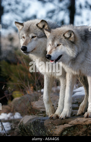 Bois de deux loups dans le nord du Minnesota Banque D'Images