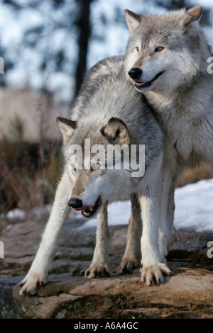 Bois de deux loups dans le nord du Minnesota Banque D'Images