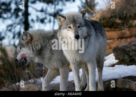 Bois de deux loups dans le nord du Minnesota Banque D'Images