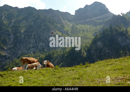 Le bétail et le téléphérique sur la montagne Hochfelln, Bade-Wurtemberg, Bavière, Allemagne. Banque D'Images