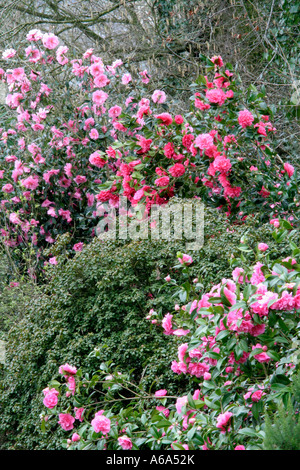 Camellia williamsii dans Holbrook 14 mars jardin de devant Elsie Jury Don d'Anticipation Banque D'Images