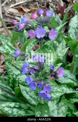 Pulmonaria Margery Fish 14 Mars Banque D'Images