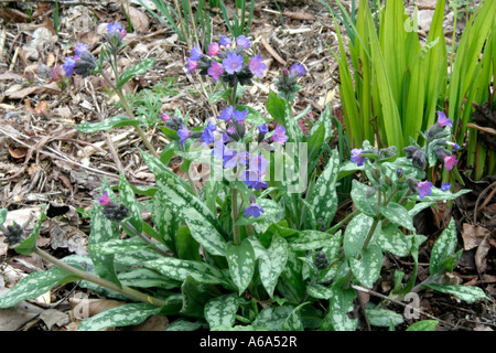 Pulmonaria Margery Fish 14 Mars Banque D'Images