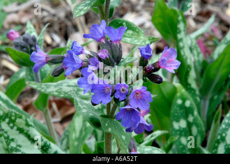 Pulmonaria Margery Fish 14 Mars Banque D'Images