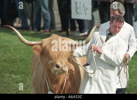 Highland cattle at Royal Highland Show agricole Ingliston Edinburgh Scotland Banque D'Images