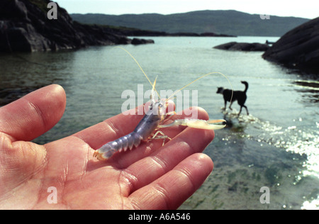 Homard d'élevage bébé produites dans captivityat Ardtoe recherches halieutiques Ecosse Banque D'Images