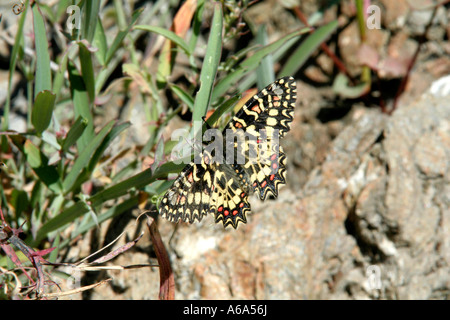 Festoon Zerynthia rumina espagnol Serrania de Ronda Andalousie Espagne Banque D'Images