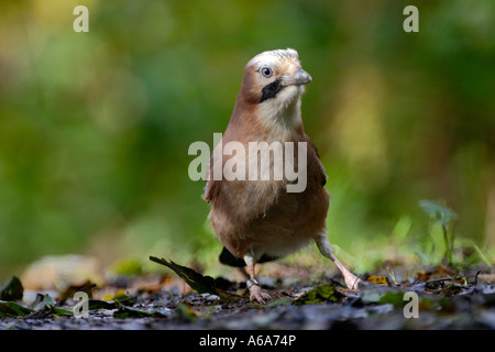 JAY Garrulus glandarius perché sur le sol Banque D'Images