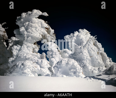 Le givre s'accroche aux arbres de haute montagne sur les pentes du Mont Bachelor dans l'Oregon Banque D'Images