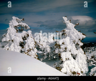 Le givre s'accroche aux arbres et arbustes de haute montagne sur les pentes du Mont Bachelor dans l'Oregon Banque D'Images