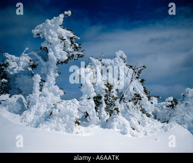 Le givre s'accroche aux branches des arbres à la limite des arbres sur les pentes du Mont Bachelor dans l'Oregon Banque D'Images