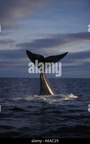 LP 6333 Photo baleine australe Eubalaena australis Photo Copyright Brandon Cole Banque D'Images