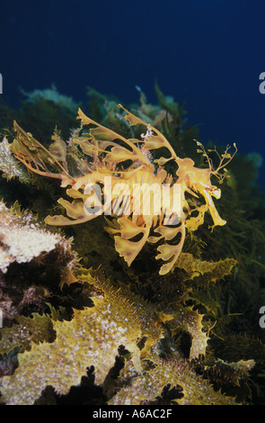 Photo MF 112 Dragon de mer feuillu Phycodorus eques Photo Copyright Brandon Cole Banque D'Images