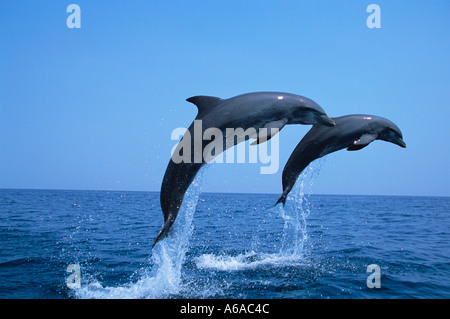 Ma photo 240 grands dauphins Tursiops truncatus Photo Copyright Brandon Cole Banque D'Images