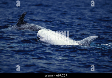 LN Photo 7272 les dauphins de Risso Grampus griseus Photo Copyright Brandon Cole Banque D'Images