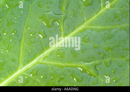 Les gouttelettes d'eau sur une feuille verte macro shot Banque D'Images