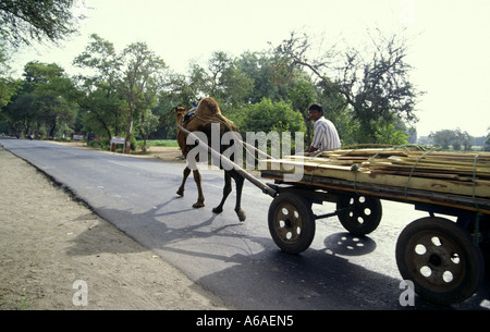 Camel tirant panier transportant des planches de bois au Gujarat Inde rurale Banque D'Images