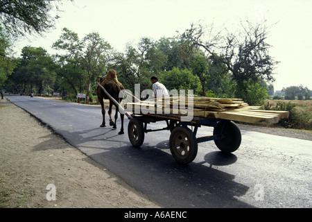 Camel tirant panier transportant des planches de bois au Gujarat Inde rurale Banque D'Images