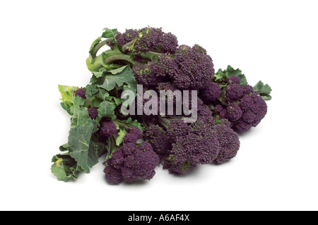 Purple Sprouting Brocolli Banque D'Images