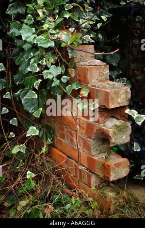 Vestiges d'un mur de briques recouvertes de lierre UK Banque D'Images